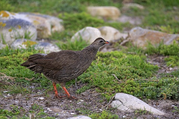 Cape Francolin (Francolinus capensis)