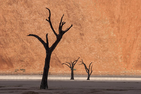 Dead camel thorn trees (Vachellia erioloba)