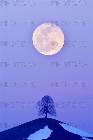 Lime Tree (Tilia) on a moraine hill at full moon