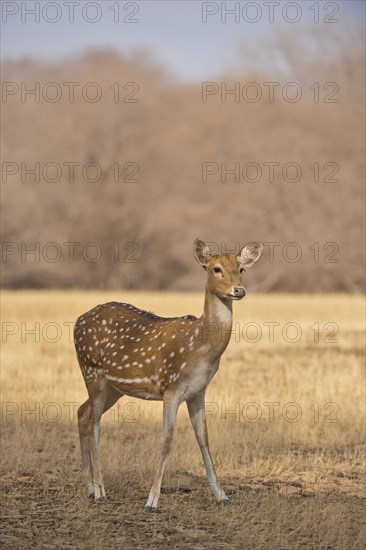 Chital