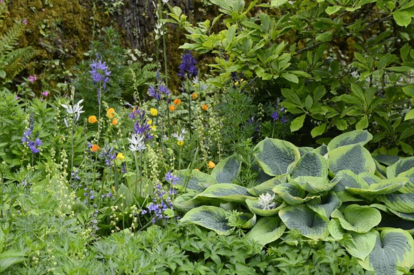 Colorful flowering in a shady garden arrangement with hostas (Hosta)