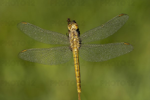 Keeled skimmer (Orthetrum coerulescens)