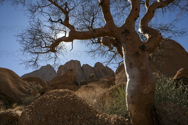 Blue-leaved corkwood (Commiphora glaucescens)