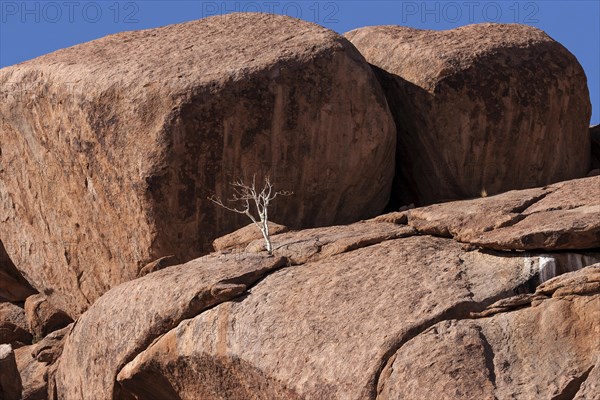 Shepherd's tree (Boscia albitrunca) between rocks at Twyfelfontein