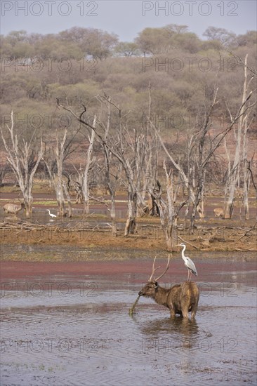 Sambar Deer (Cervus unicolor niger Syn Rusa unicolor)