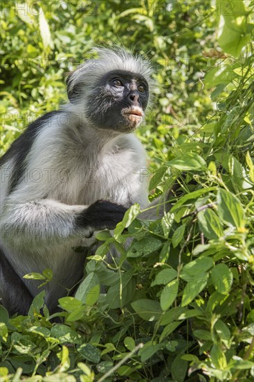 Zanzibar Red Colobus (Procolobus kirkii) sitting in the bushes