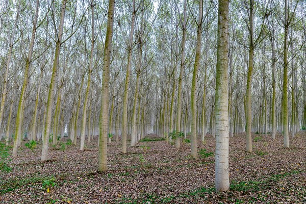 Poplars (Populus)
