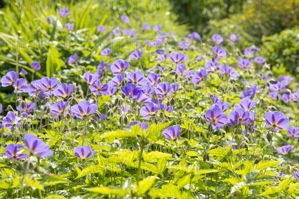 Cranesbill (Geranium)