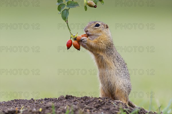 European ground squirrel (Spermophilus citellus) upright