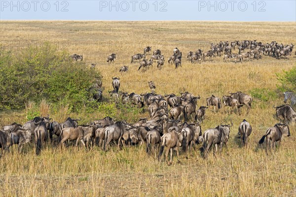 Herd of Blue Wildebeest (Connochaetes taurinus)