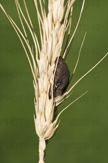 Ergot (Claviceps purpurea)