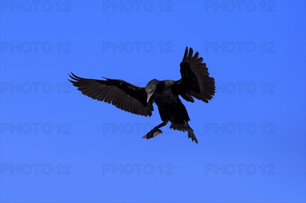 Cape Cormorant or Cape Shag (Phalacrocorax capensis)