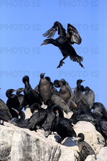 Cape Cormorant (Phalacrocorax capensis)