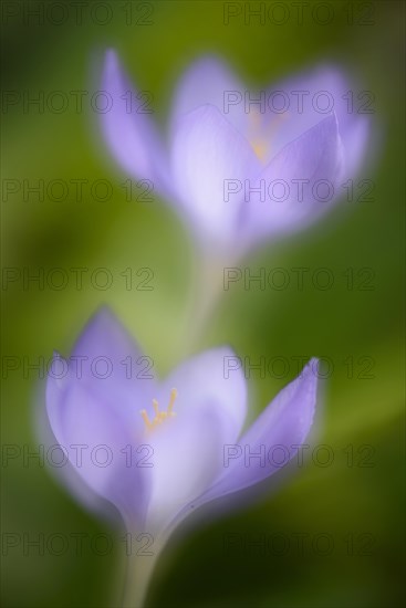 Autumn Crocus (Crocus speciosus)