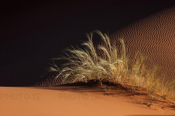 Sand dune with grass tuft