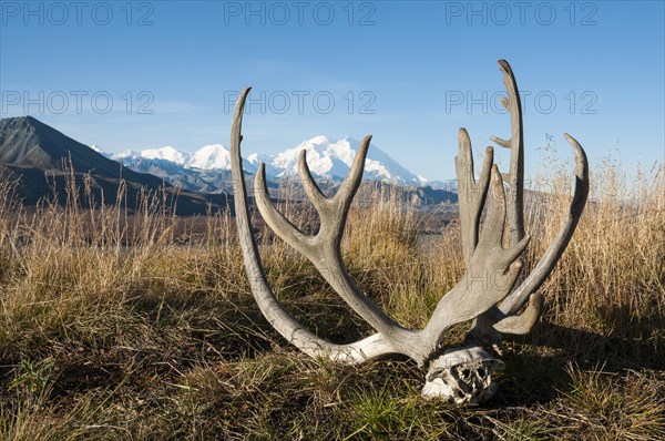 Reindeer antlers in front of Mount McKinley