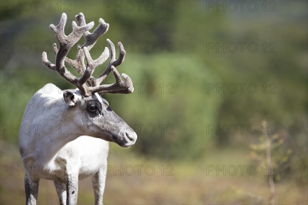 Kamchatka reindeer (Rangifer tarandus phylarchus)