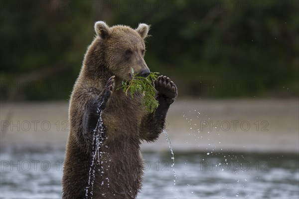 Brown bear (Ursus arctos)