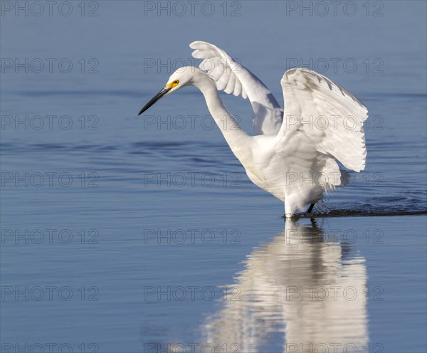 Snowy egret (Egretta thula) foraging in a lake