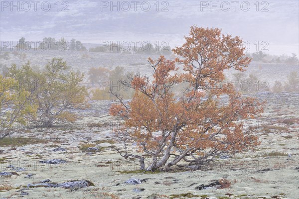 Downy Birch trees (Betula pubescens) and Reindeer Lichen (Cladonia rangiferina)