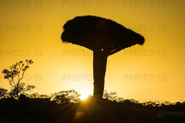 Socotra Dragon Tree or Dragon Blood Tree (Dracaena cinnabari)