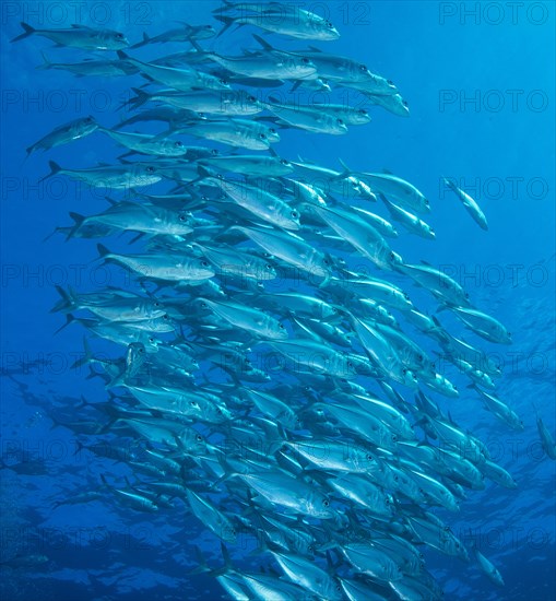 Bigeye Trevally (Caranx sexfasciatus)