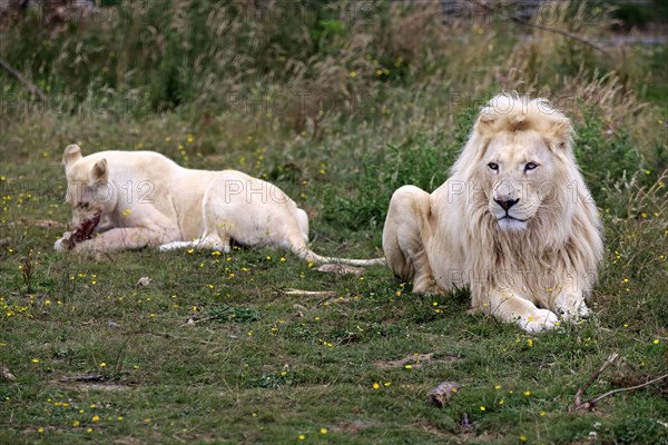 Lions (Panthera leo)