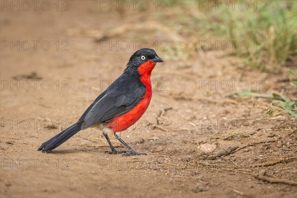 Black-headed Gonolek (Laniarius erythrogaster)