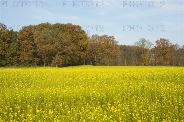 White Mustard (Sinapis alba)