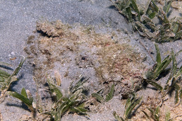 Stonefish (Synanceia verrucosa) camouflaged