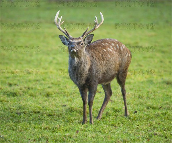 Sika Deer (Cervus nippon)