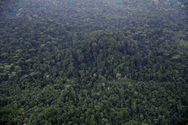 Tropical Rainforest