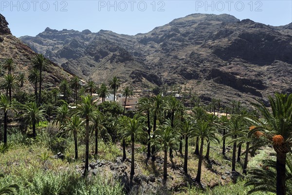 Palm Grove in El Guro