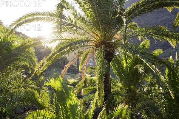 Canary Island Date Palm (Phoenix canariensis)