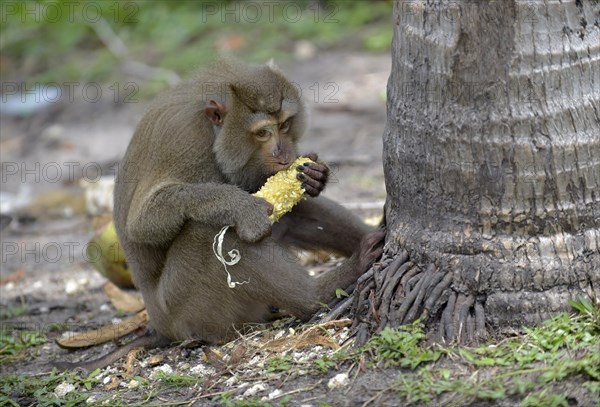 Northern pig-tailed macaque (Macaca leonina) feeding on a corn cob