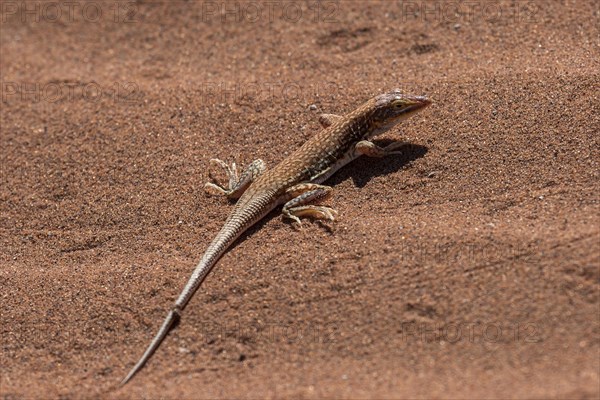 Sand lizard (Aporosaura anchietae)