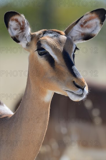 Black-faced Impala (Aepyceros melampus petersi)