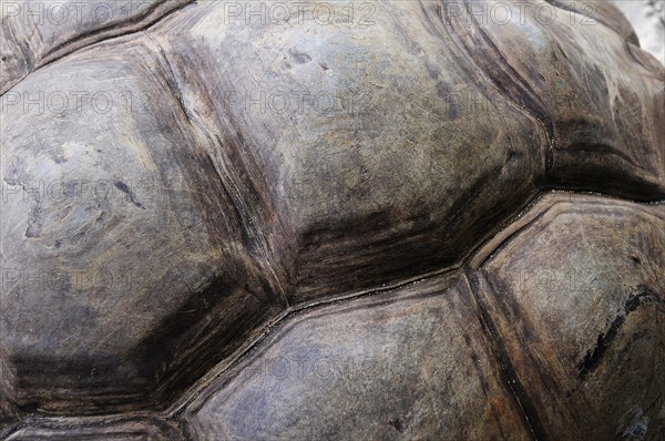 Detail of the shell of an Aldabra Giant Tortoise (Aldabrachelys gigantea)