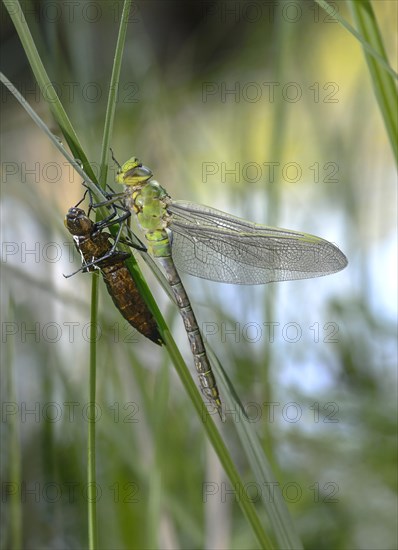 Newly hatched Emperor dragonfly (Anax imperator)