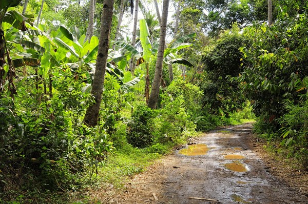 Dirt road after rain