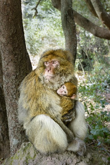 Barbary Macaque (Macaca sylvanus) with young