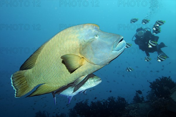 Diver watching Humphead wrasse (Cheilinus undulatus) and Bluefin trevally (Caranx melampygus)