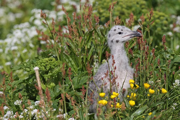 Great black-backed gull (Larus marinus)