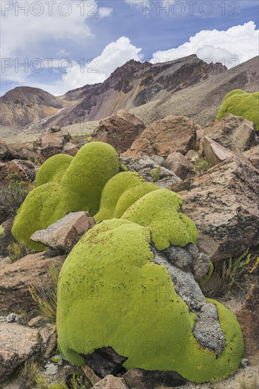 Yareta or Llareta cushion plant (Azorella compacta)