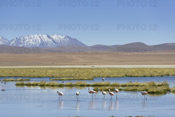 Chilean Flamingos (Phoenicopterus chilensis) at a lake in the highlands