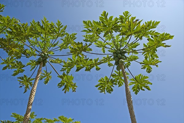 Papaya trees with fruits