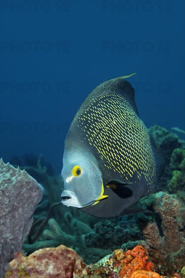 French Angelfish (Pomacanthus paru) above coral reef