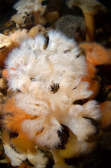 Plumose Anemone or Frilled Anemone (Metridium senile)