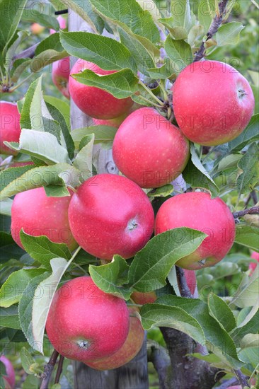 Red apples