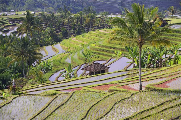 The famous rice terraces of Jatiluwih